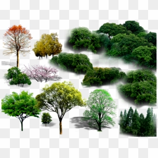 Tree Png File Hd - Trees Landscape Psd Clipart