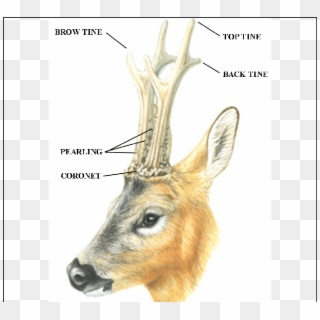 Parts Of The Roe Deer Antlers - Roe Deer Clipart