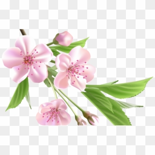 Sakura Flower Drawing Clip Art Library - Pink Flower Flower Background Png Transparent Png