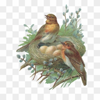 Nest Png Image - Vintage Birds And Nest Clipart