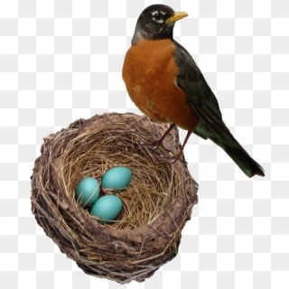 Robin Egg Ferrebeekeeper Robinsnestweb - Robin In A Nest Clipart