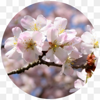 Sakura Massage Oil - Cherry Blossom Clipart