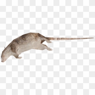Dead Rat Png - Dead Rat Transparent Background Clipart