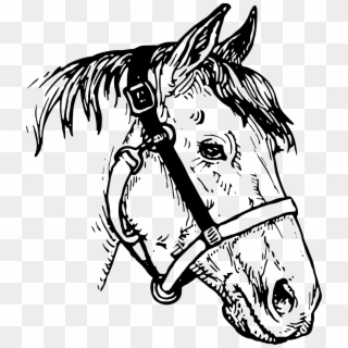 Horse Head Png Clipart - Horse Head Drawings Clip Art Transparent Png