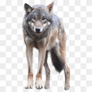 Wolf Png Front Look - Wolf Png Clipart