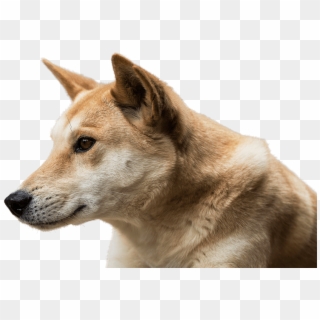 Transparent Dingo Png Clipart