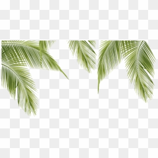 Palm Leaves Png Clipart
