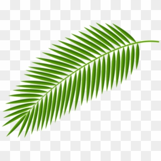 Free Png Download Palm Branch Transparent Clipart Png - Palm Branch