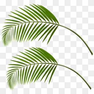 Download Palm Leaves Png Clipart Png Photo - Portable Network Graphics Transparent Png