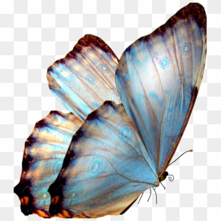 Previous Image - Butterfly Png Clipart