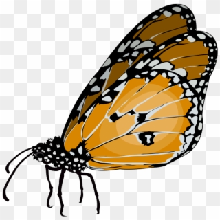 Mariposa Tigre - Mariposas Monarca Png Clipart
