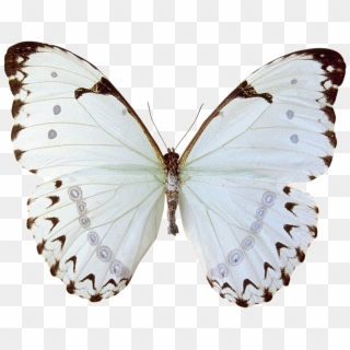 Mariposas Butterfly Clipart