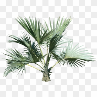 Top Palm Tree - Palm Tree Transparency Png Clipart