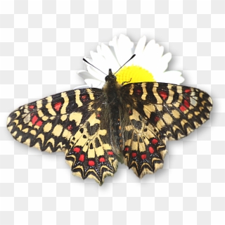24 Especias Que Se Observan Con Facilidad De Febrero - Papilio Machaon Clipart