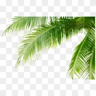 Green Palm Leaves Png Pic - Palm Tree Leaves Png Clipart