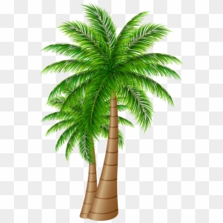 Free Png Download Palm Trees Large Png Images Background - Date Palm Tree Png Clipart