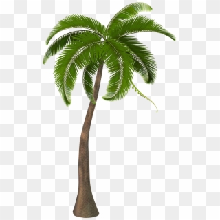 Beautiful Arecaceae Palm Tree Free Frame Clipart - Transparent Coconut Tree Png