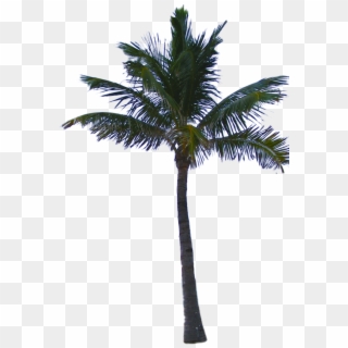 Palm Tree Png - Palm Trees Png Transparent Clipart