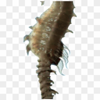 Seahorse Png Transparent Images - Caballo De Mar Fondo Transparente Clipart