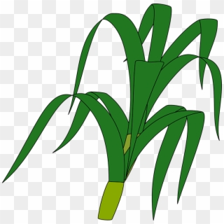 Grass Plant Vector Graphics - Stalk Clipart - Png Download