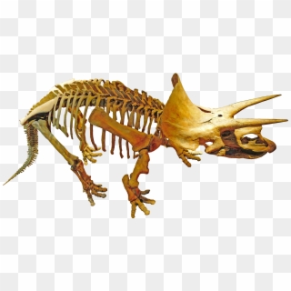 Triceratops Royal Tyrrell - Paleontologia Png Clipart