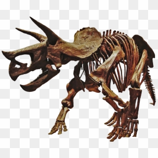 Triceratops Dinosaur Skeleton Png , Png Download Clipart