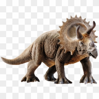 Triceratops 3d Model , Png Download Clipart