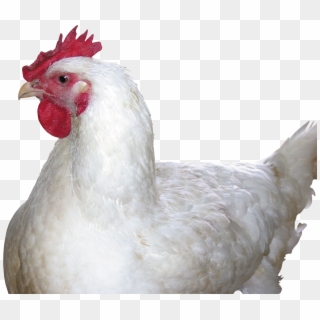 Chicken Png Image - White Hen Png Clipart