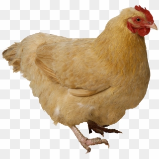 Chicken Png Image - Transparent Chicken Png Clipart