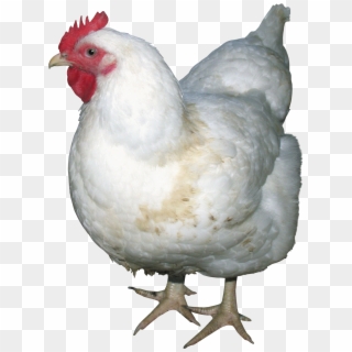 Chicken Png Image - Chicken Png Clipart