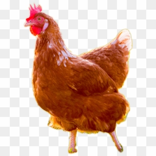 Chickens Png - Live Chicken No Background Clipart