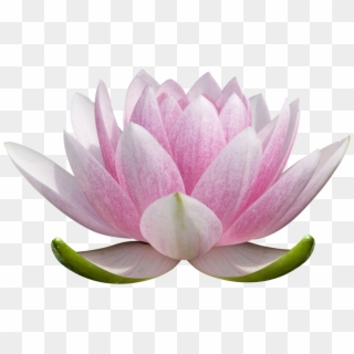 Lotus Flower Png Free - Lotus Flower Drawing Colored Clipart