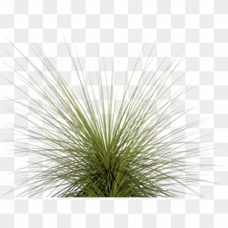 Tall Grass Png - Tall Grass Clipart