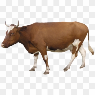 Cow Png - Indian Cow Png Clipart