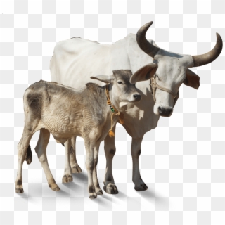 Indian Cow Png Images - Swappy Pawar All Png Clipart