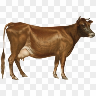 Cow Png - Cow Drawing Clipart