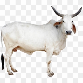Cow Png Image - Indian Cow Images Png Clipart