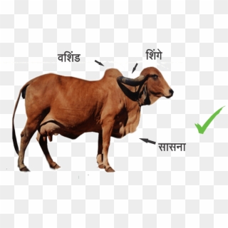 Indian Breed Cows - Gau Mata Ki Jai Clipart