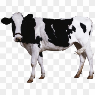 Cow Png Clipart