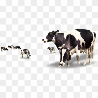 Transparent Background Cow Png Clipart