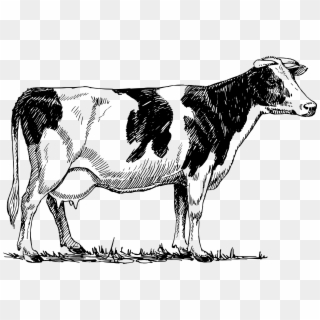 Freeuse Cow Png Clipart - Cow Drawing Vector Transparent Png