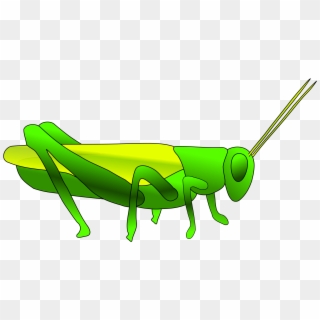Grasshopper Clipart Big - Locust Drawing - Png Download