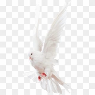 White Pigeon Images - Pigeons And Doves Clipart
