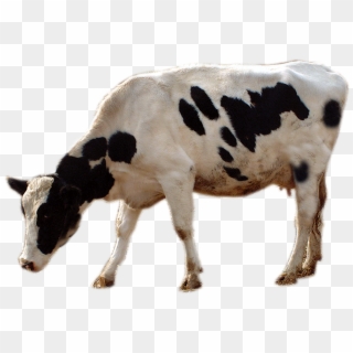 Cattle Livestock Cows Transprent Png Free Download - Cow Grazing Png Clipart