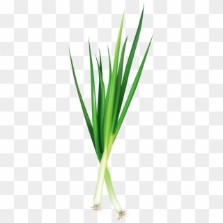 Green Onions - Welsh Onion Clipart