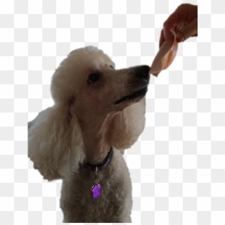 Vanya Ate A Bite Of Onion - Standard Poodle Clipart