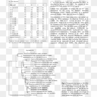 Cellular Fatty Acid Composition Of Corn Rhizosphere - Tasa De Mortalidad En Mexico Clipart