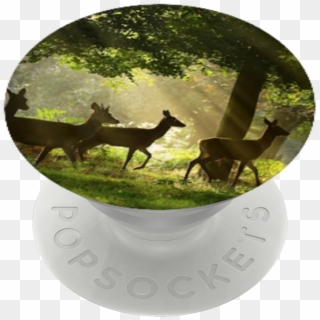 Deer Wildlife , Popsockets Clipart