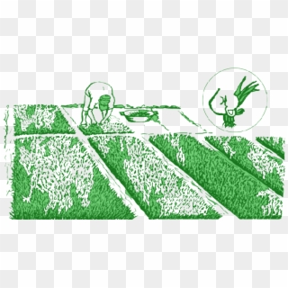How To Pull Rice Seedlings - Crop Clipart