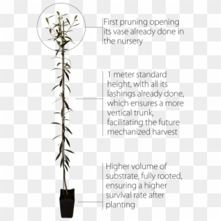 The First Pruning Done In Our Nursery Makes Life Easier - Houseplant Clipart